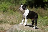 BOSTON TERRIER 233